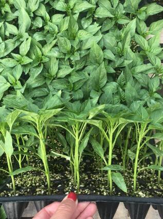 当阳批发辣椒苗育苗厂,枝江螺丝椒苗线椒苗2026