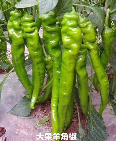 兴山哪里卖皱皮螺丝椒苗,秭归大果虎皮青椒苗2026